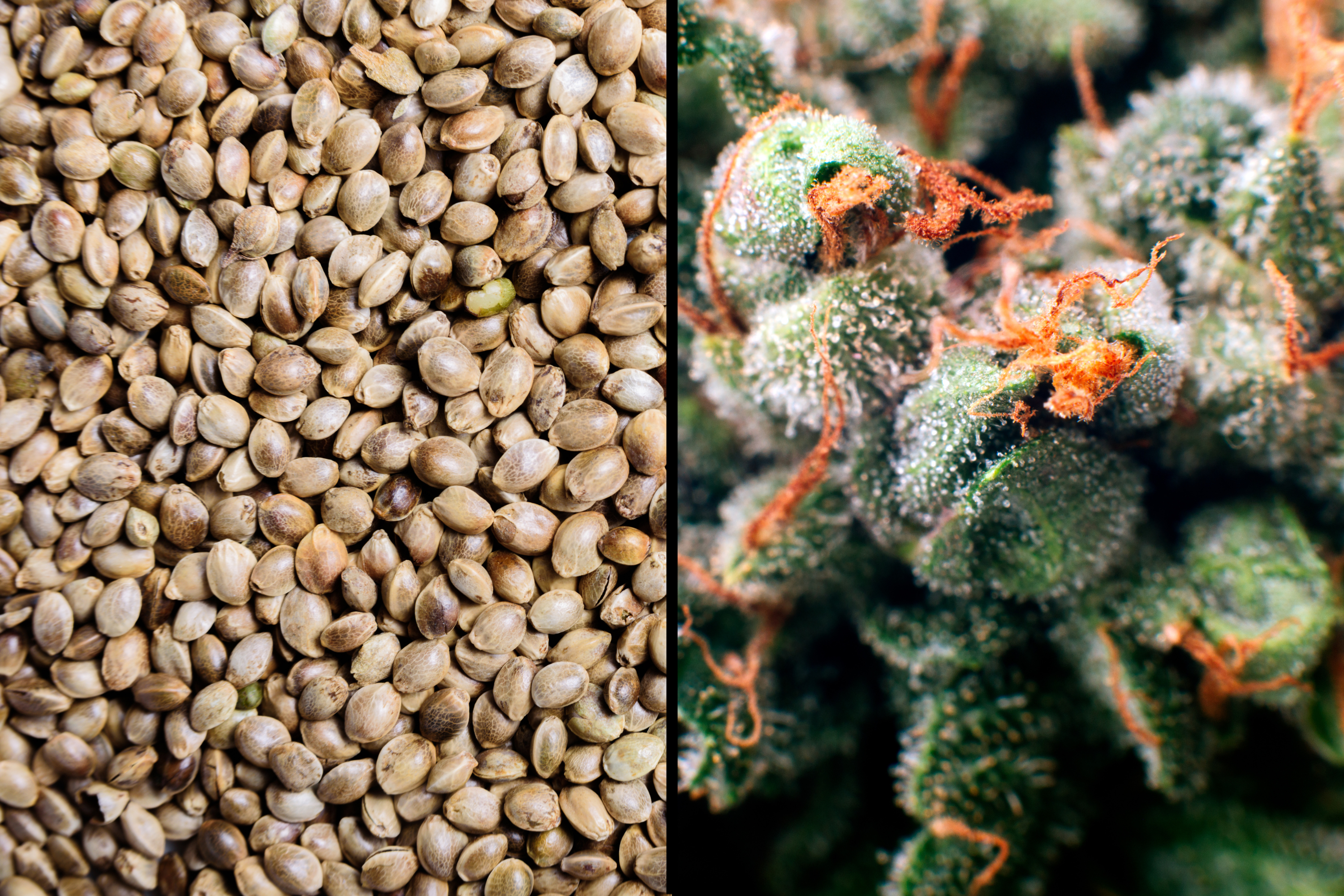 Can Hemp Protein Contain THC or Make You Fail a Drug Test?